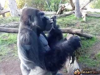 Habib....Lool comedy