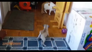 Best Of Funny Pugs and Cats Compilation