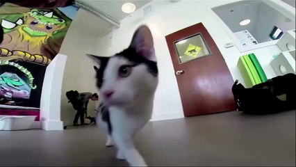 Rescued Cat Looks Just Like Ron Swanson!