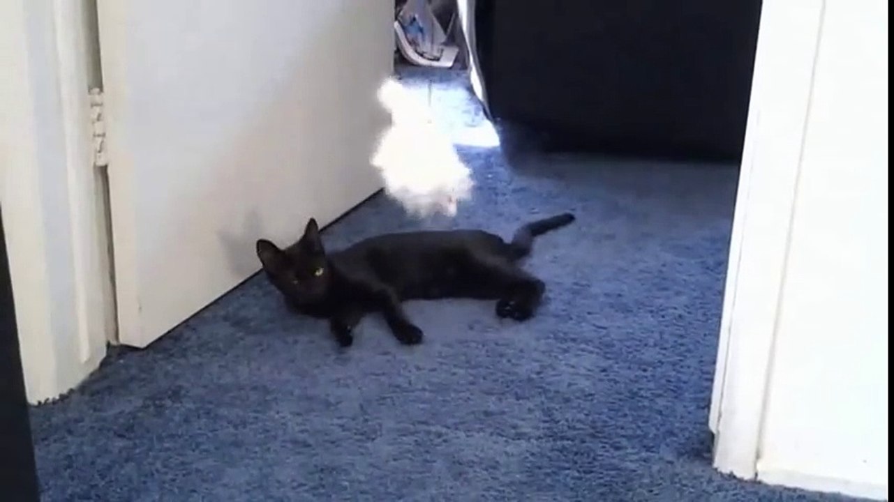 Funny Videos 2014 - Funny Cats Video - Funny Cat Videos Ever - Funny Animals Funny Fails 2014 (2)