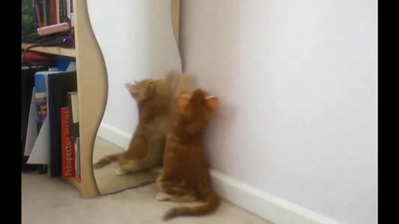Funny Videos 2014 - Funny Cats Video - Funny Cat Videos Ever - Funny Animals Funny Fails 2014