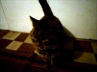 Простуженный КотЭ Чихает)