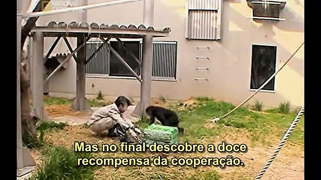 Macacos Geniais (Legendado) - Documentário National Geographic