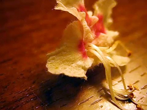 как выглядит цветок каштана-