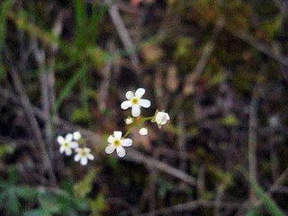 как выглядит проломник и Очиток едкий- (микромир поляны)