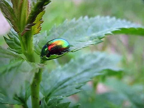 как выглядит листоед травяной-