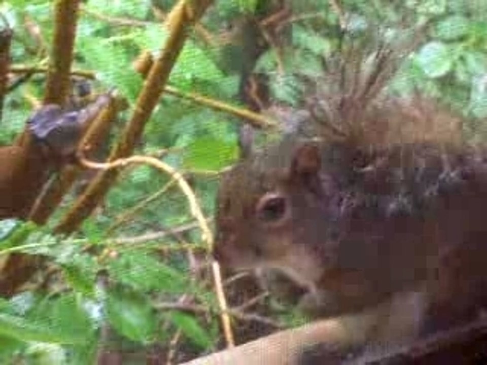 Squirrel
