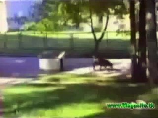 Funny Animals & Kids Videos