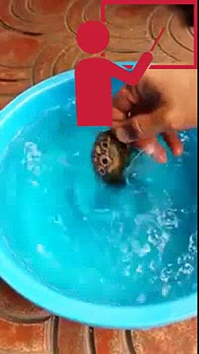 Funny Video: Puffer Fish Goes Into Defense Mode