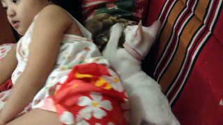 Funny Cat Video- Kitten playing (kitten vs kid)
