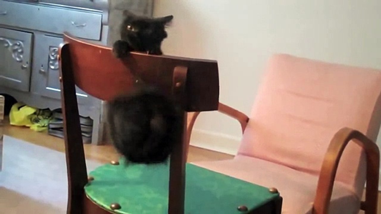 Funny Cats Compilation 3 Minutes Best Funny Cat Ever