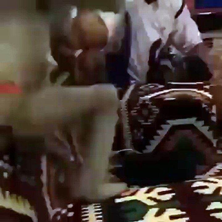 funny video Monkey