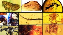 10 Incredible Amber-Preserved Fossils That Show Life Millions Of Years Ago