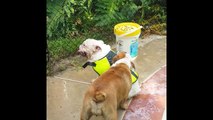 Bulldog Rescues Swimming Bulldog