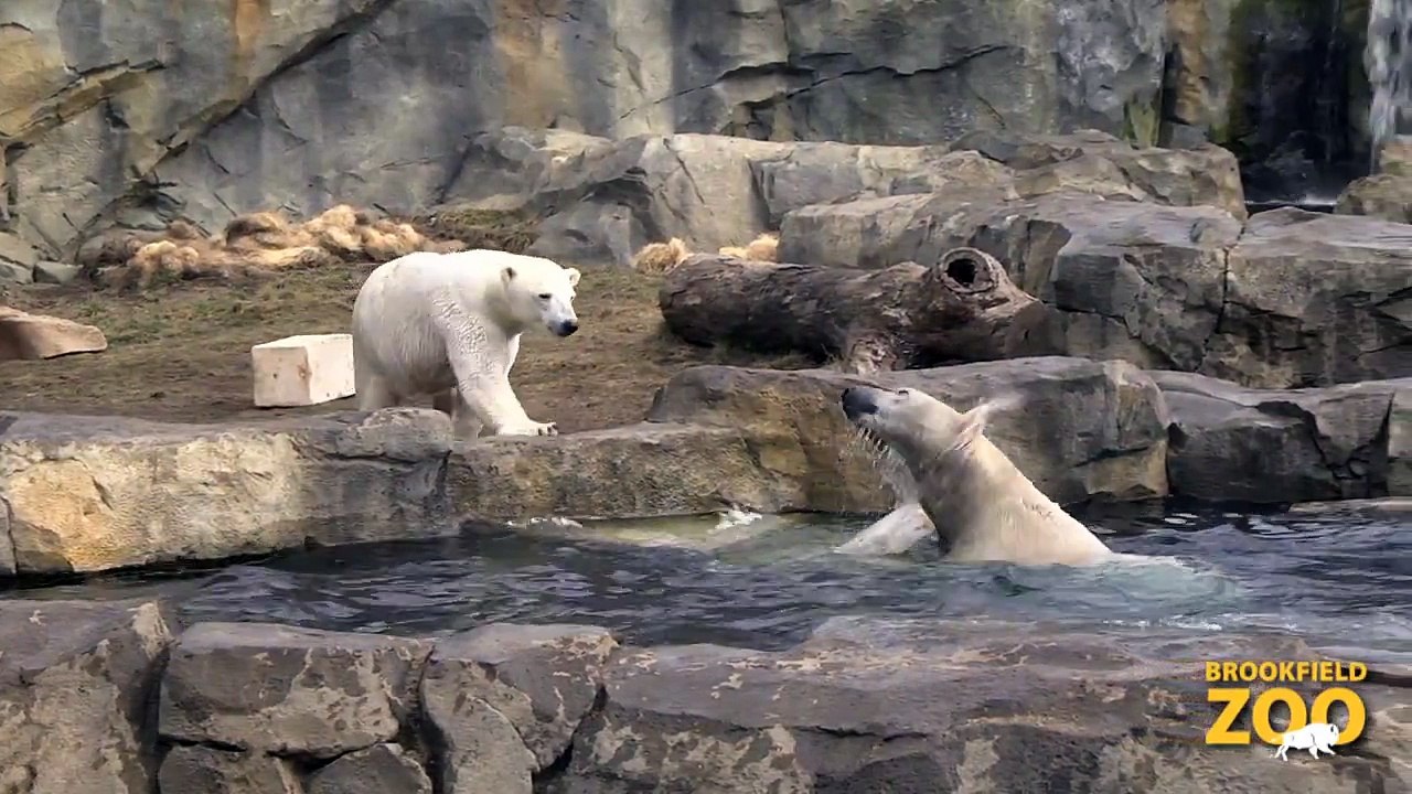 Anana Polar Bear