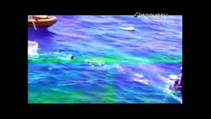 5 Horrific Shark Attacks Caught On Tape