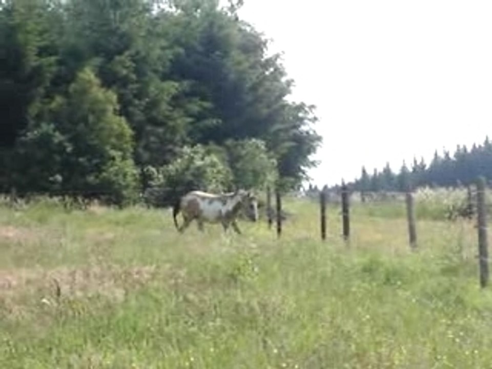Tarzan Tuxedo, étalon Paint Horse, 2 ans
