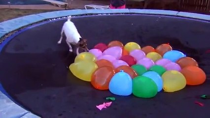 Spaz Attacks Water Balloons--