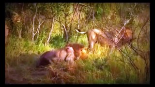 León vs Leones |el León de Lucha con 6 Leona | Ataque del Animal 2016 HD - 2016