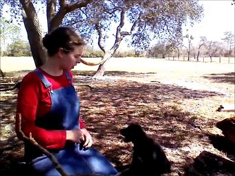 Teaching a Puppy 5 Basic Commands