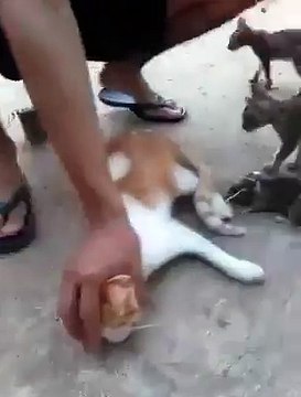 VID-20151228-WA0010.mp4