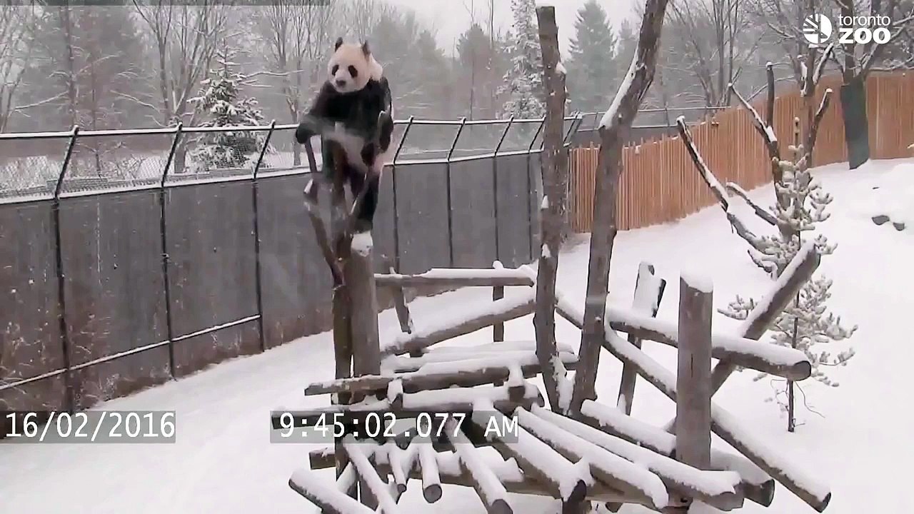 Панда и снег