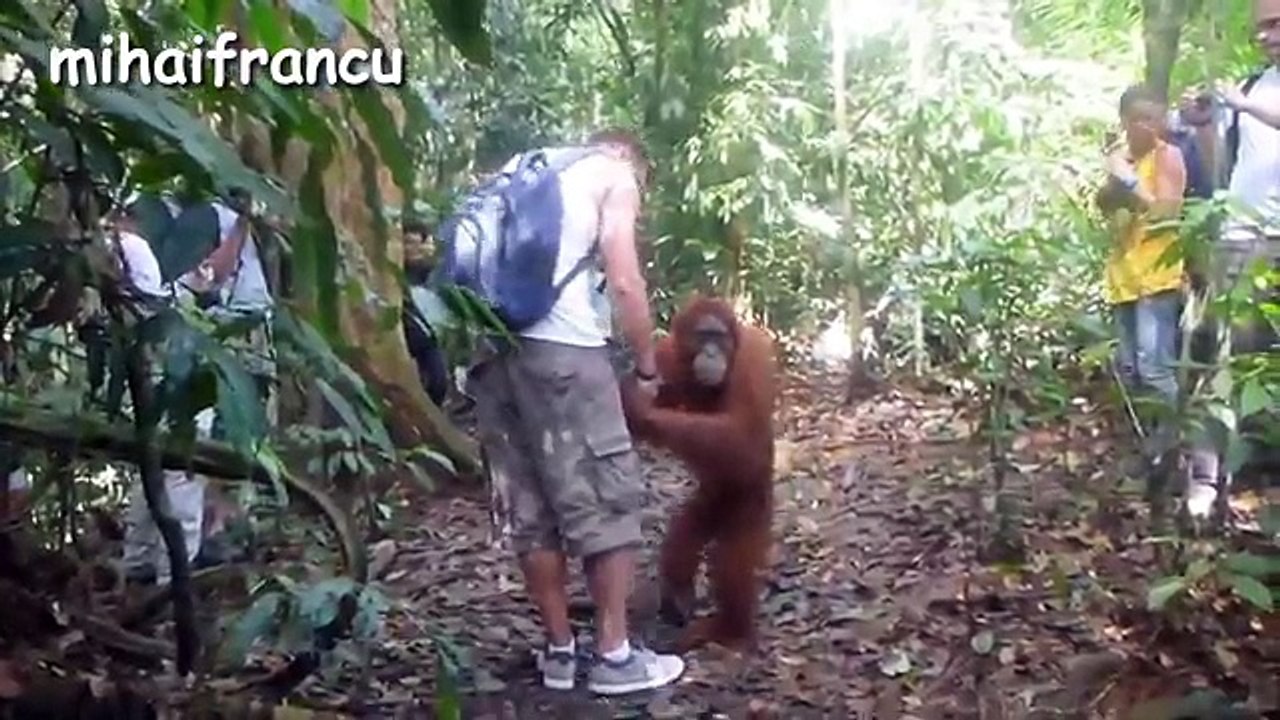 Funny Animals And Cute Animal Videos Compilation