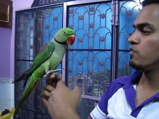 Speaking India Parrot! Hot Hot!
