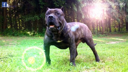 Top 5 Dogs the most ferocious and dangerous in the world.