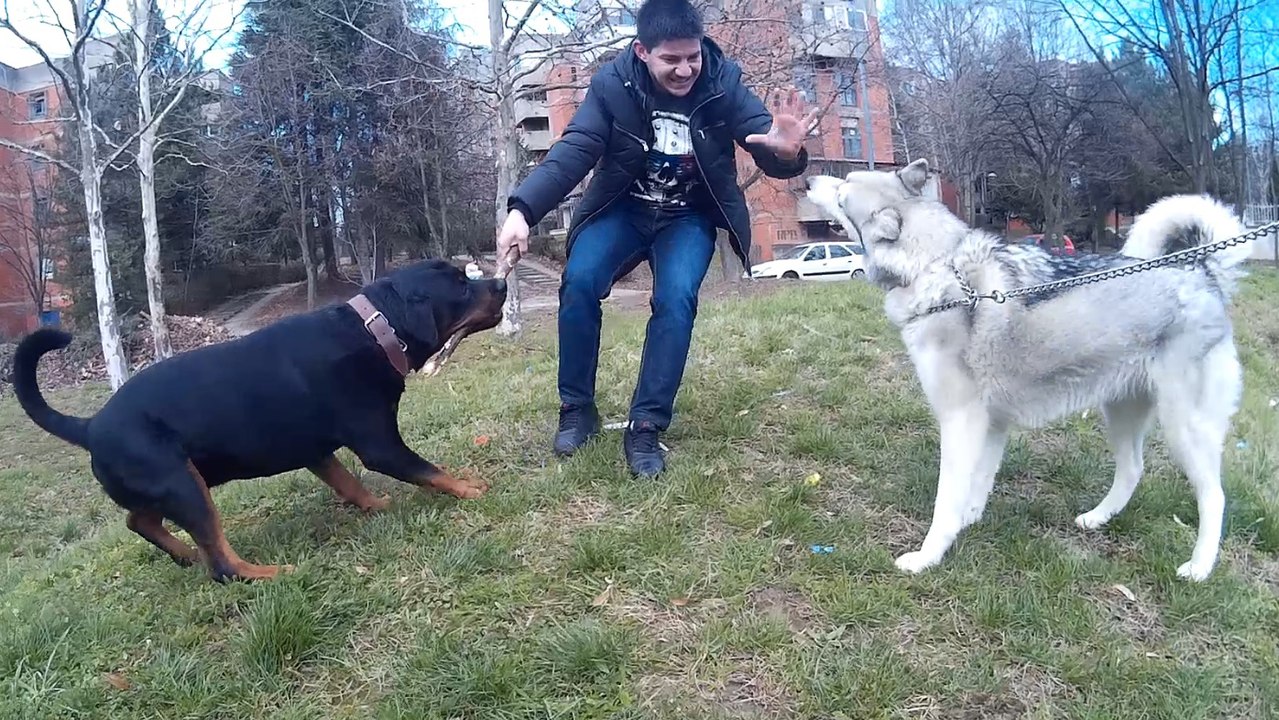 Rottweiler vs Siberian Husky - video Dailymotion