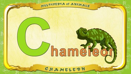 Multipedia of Animals. Letter C Chameleon