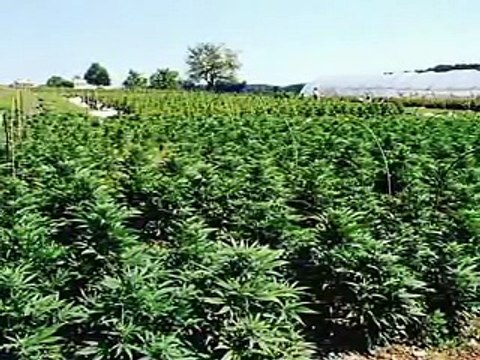 RUN FROM THE CURE - The Rick Simpson Story (Part 1 of 7)