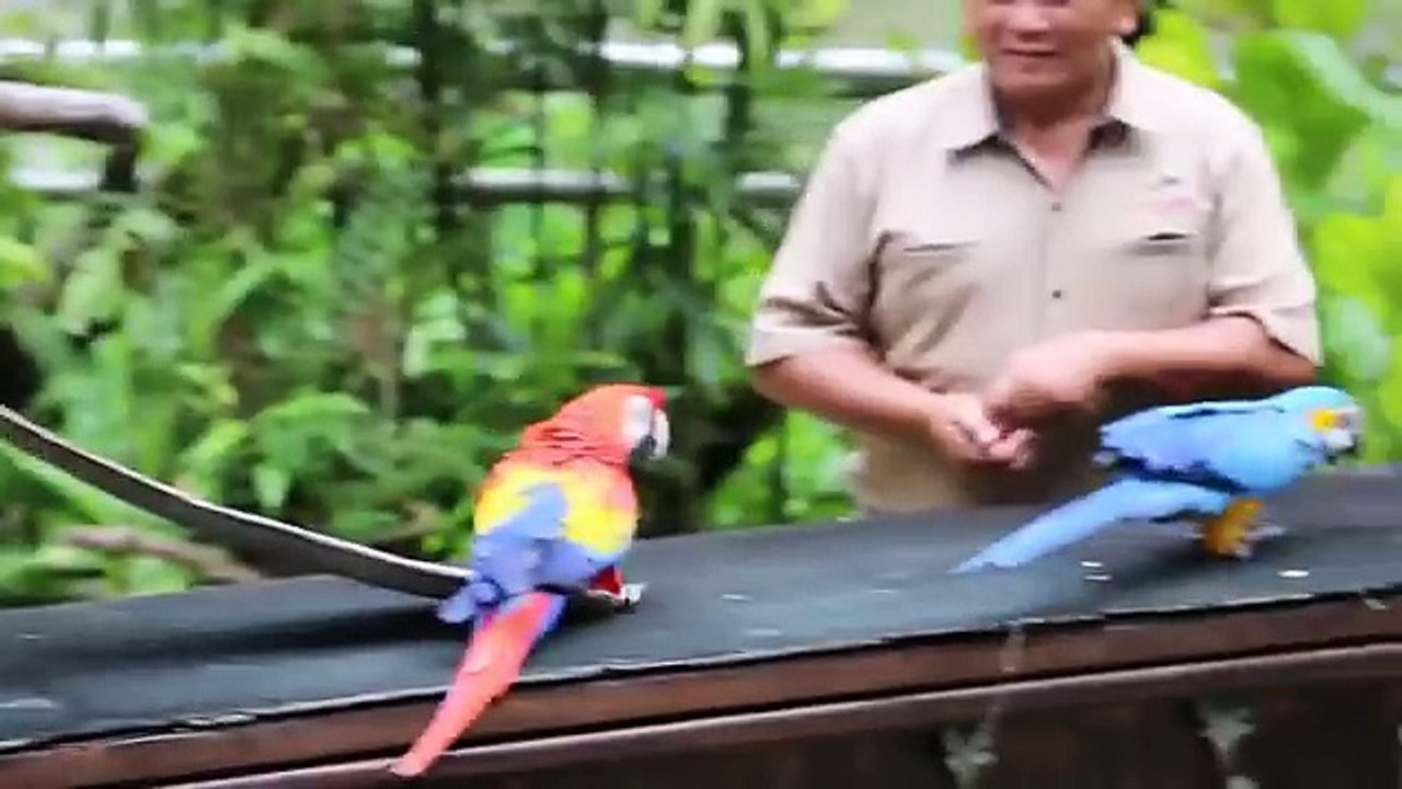 Funny Animals Compilation 2016! - Cute Dogs and Cats