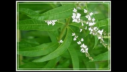 Липпия Магия эфирных масел