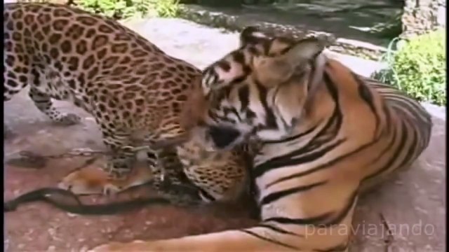 Необычная дружба животных видео, топ-10 союзов между животными