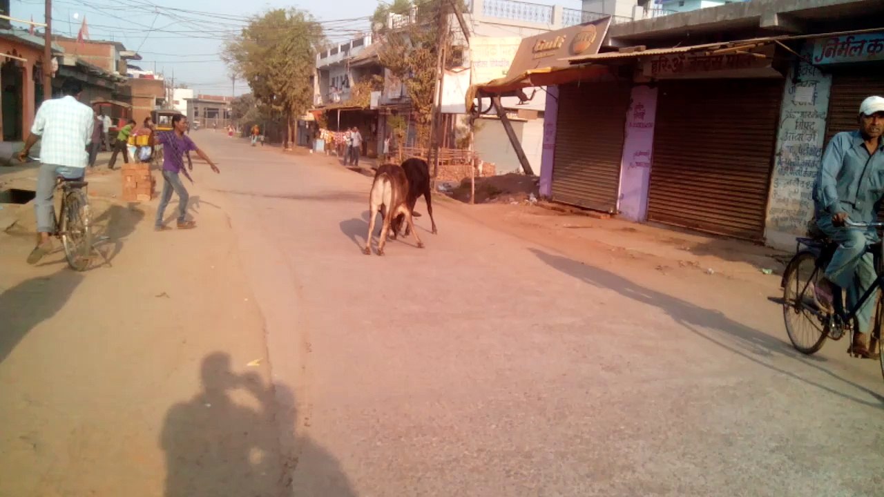 bull fight