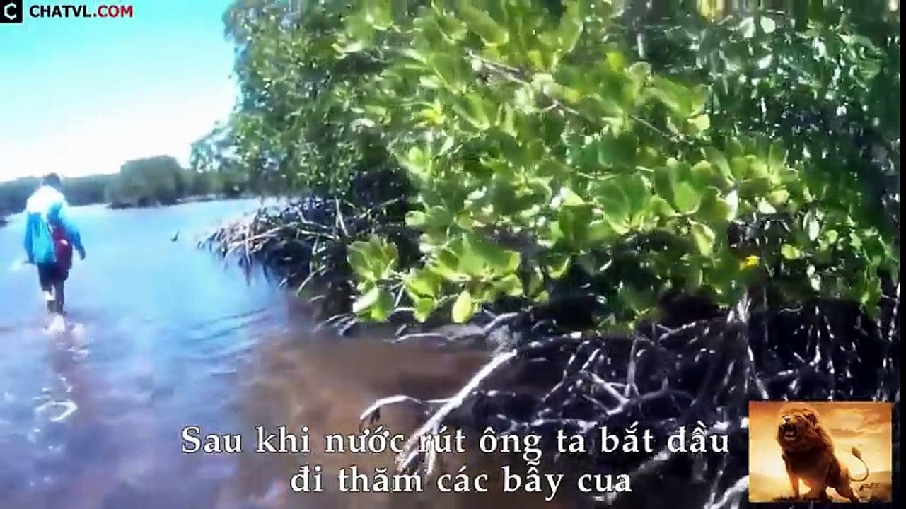 Bắt và ăn cua rừng ngập mặn khủng ngay tại chỗ