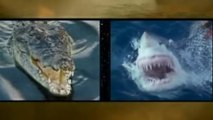 Звериные Баталии 01. Гребнистый Крокодил Против Большой Белой Акулы