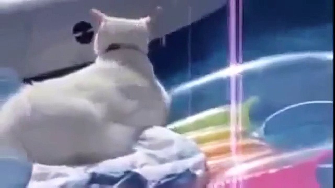 Funny animals забавные животные