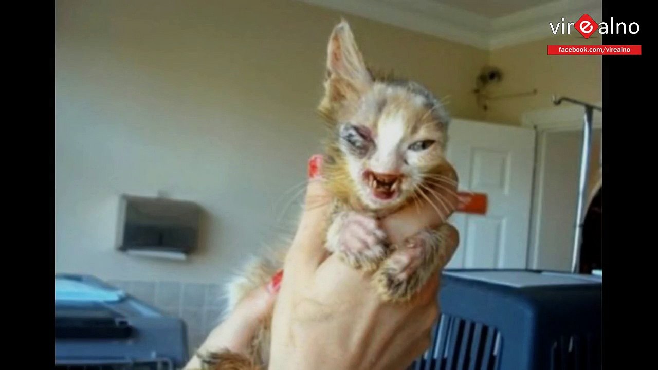 Cat Gulumser