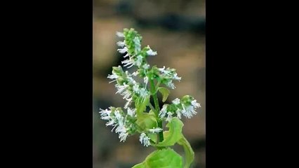 Пачули Магия эфирных масел