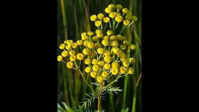 Пижма Свойства эфирных масел