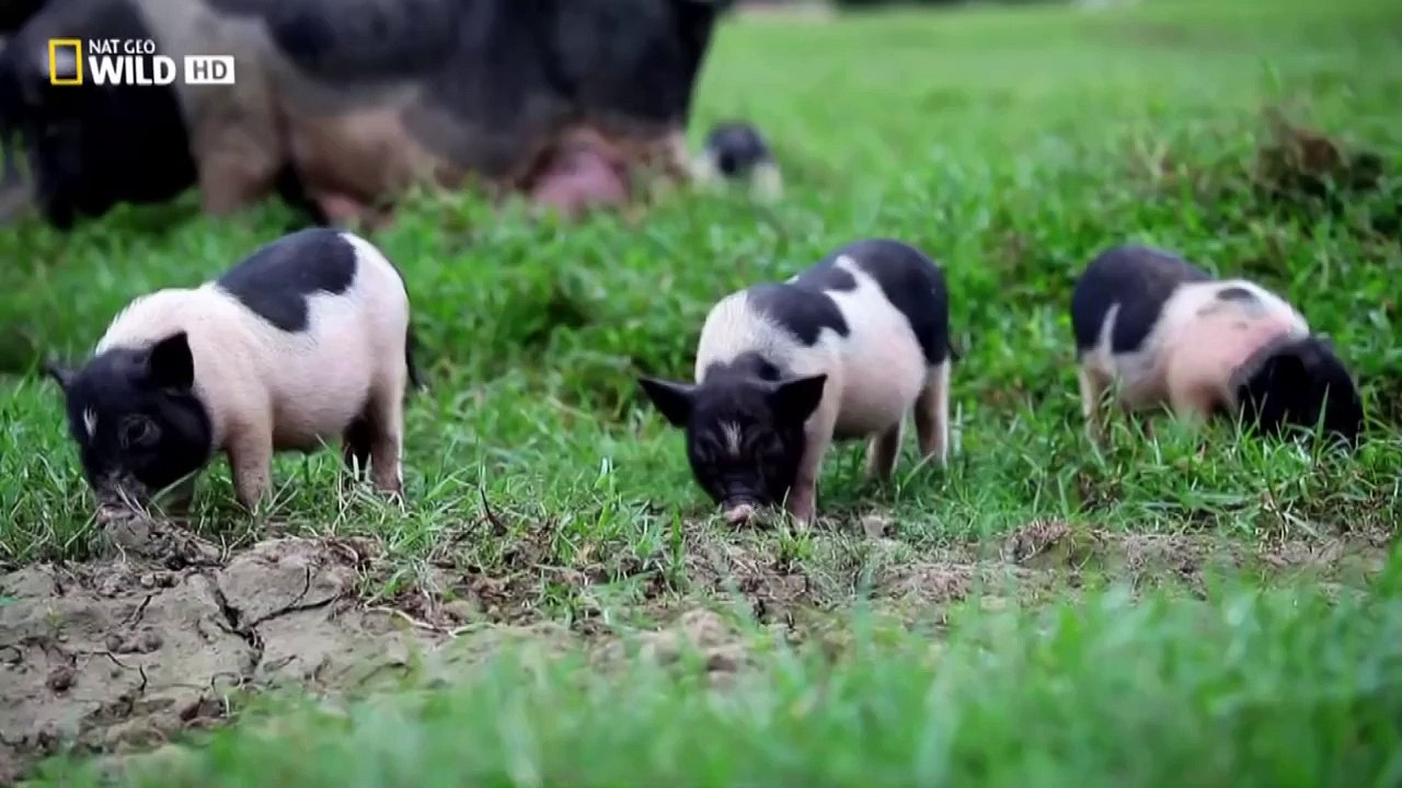 Documental De National Geographic 2016 La Mayoría De Los Animales Asombrosos Parte 3 - 2016