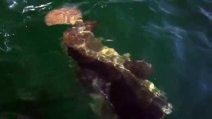 BEST GOLIATH GROUPER SLOW MOTION ATTACKS EVER! Chew On This & Kanalgratis.se - YouTube