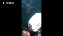 Great White Shark Tries To Bite Boat