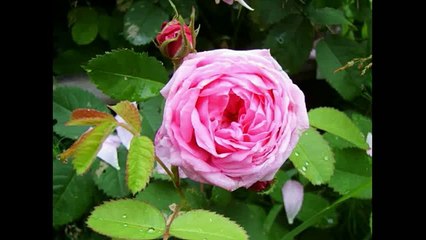 Роза Магия эфирных масел