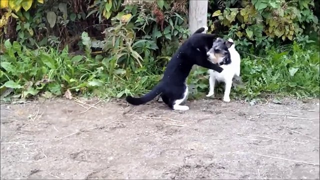 Кошки против собак. Подборка Топ 7