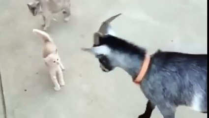 Озорной козленок и Котенок. Кто кого