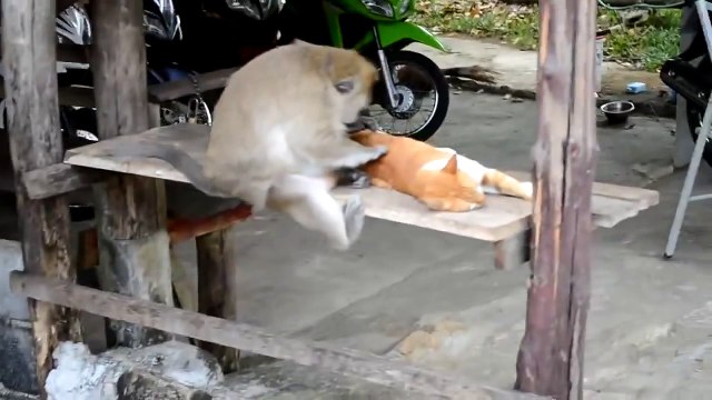 Обезьяна ищет блох у кошки