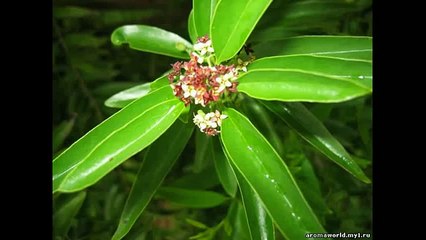 Сандал Магия эфирных масел